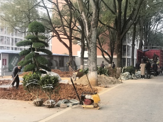 后勤服務(wù)處開(kāi)展校園冬季植樹(shù)造綠活動(dòng)